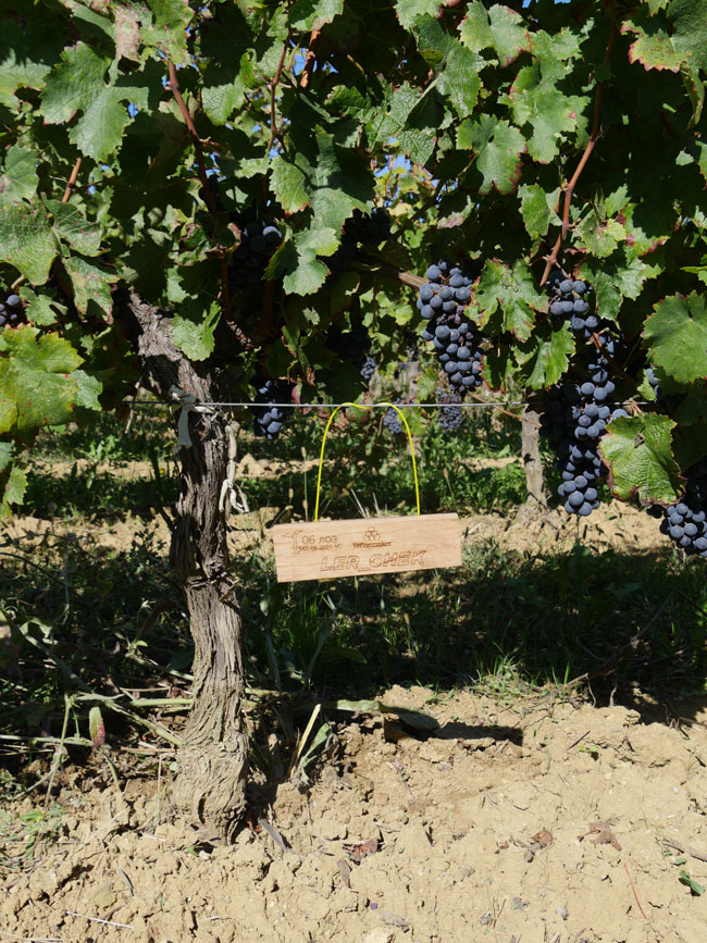 Виноградник на урожай